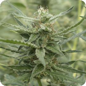 AK - 107 Auto Feminised Seeds AK - 107 Auto Feminised Seeds
